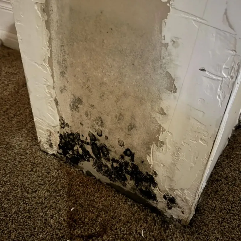 Professional Mold Removal in Forest Hill, TX